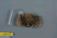 藏品(顆粒擬關公蟹)的圖片